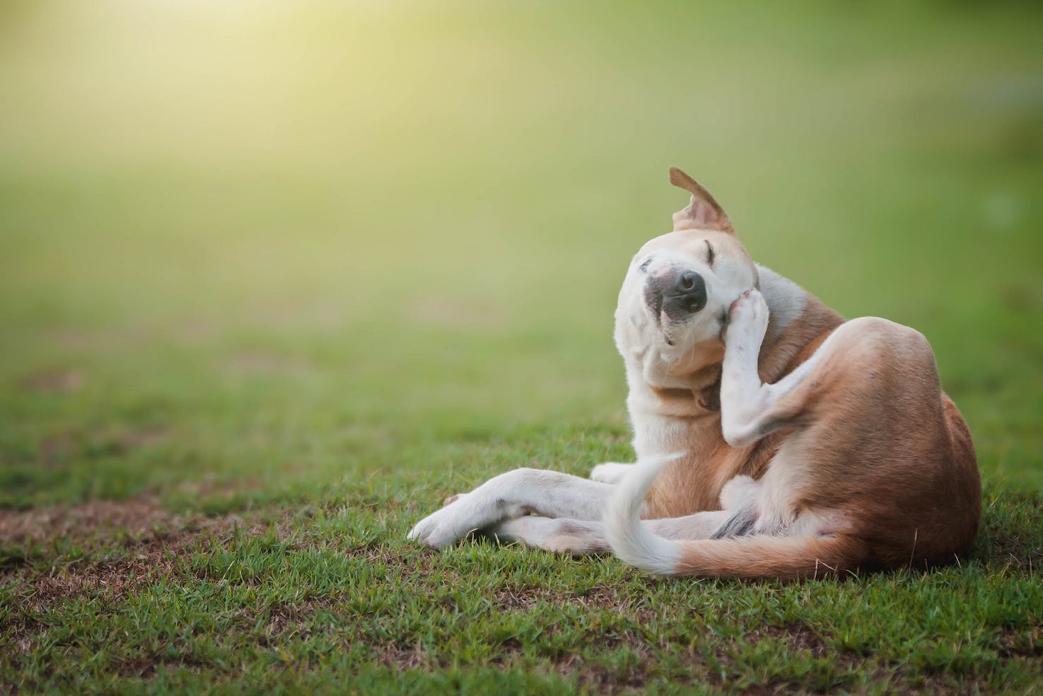Dog scratching itself