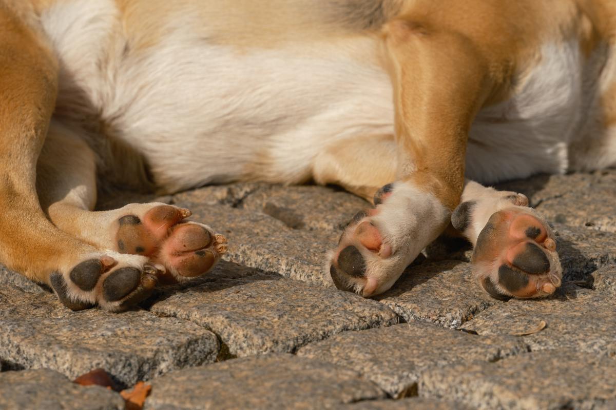 Cracked paws in dogs