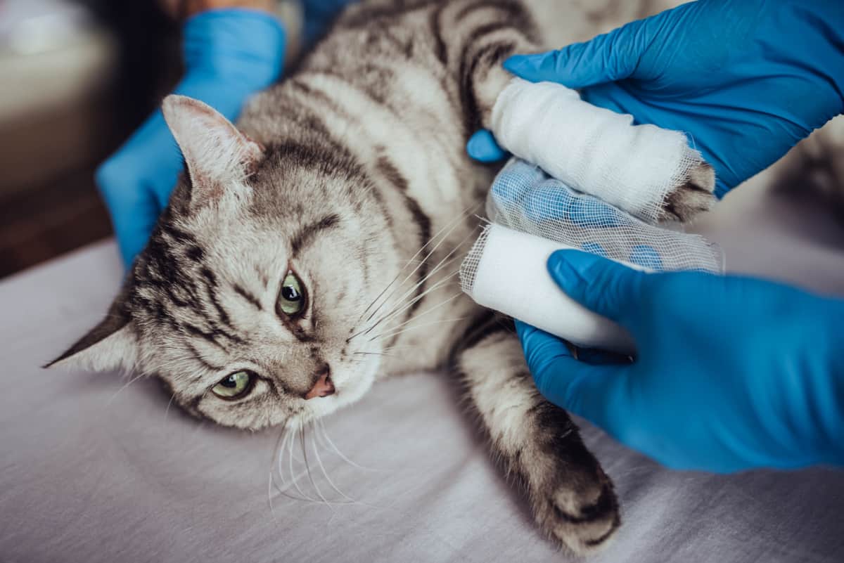 fracture of paw in dog